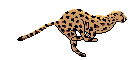 Animiertes Tiere Gif 15