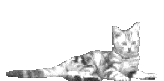 Animiertes Tiere Gif 19