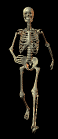 Animiertes Totenkopf Gif 5